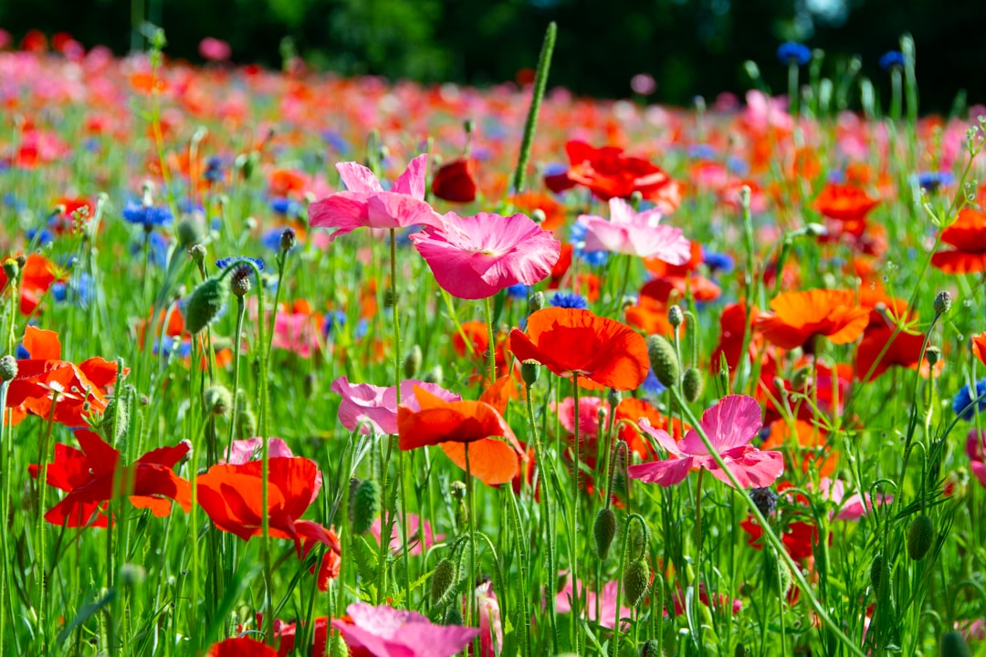 Photo Wildflowers